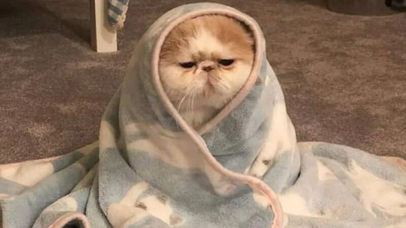 Mèo cười rạng rỡ với ánh mắt tinh nghịch