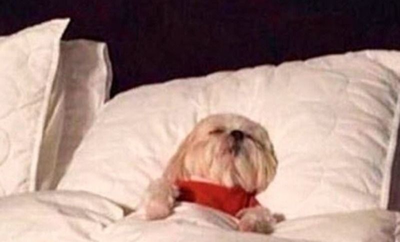 Các lưu ý quan trọng khi sử dụng meme chúc ngủ ngon để giao tiếp hiệu quả