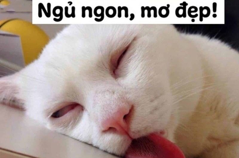 Định nghĩa chi tiết về meme chúc ngủ ngon và đặc điểm