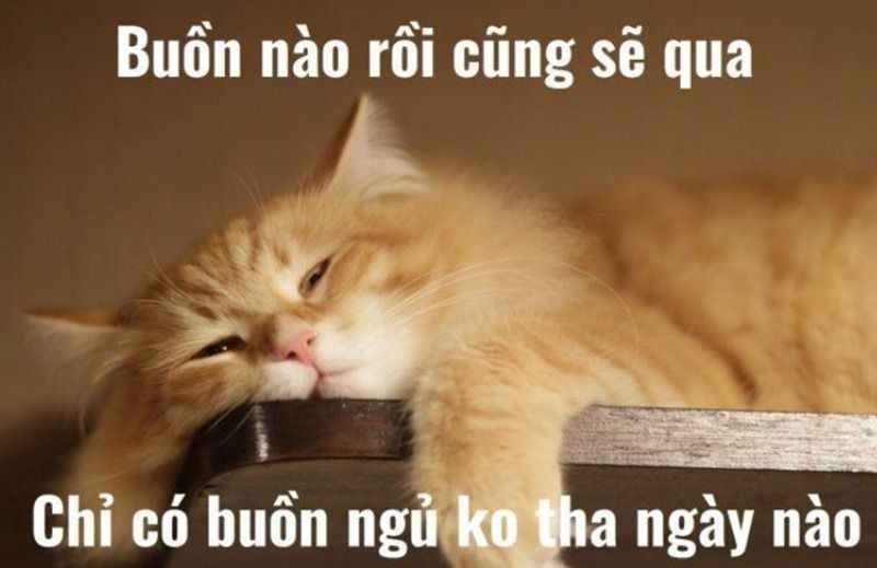 Ý nghĩa đa chiều của việc gửi meme chúc ngủ ngon