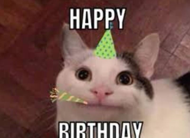 Meme chúc mừng sinh nhật với hình ảnh động vật dễ thương và hài hước