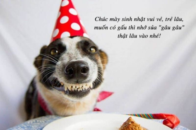 Giới thiệu meme chúc mừng sinh nhật, xu hướng giải trí trên mạng xã hội