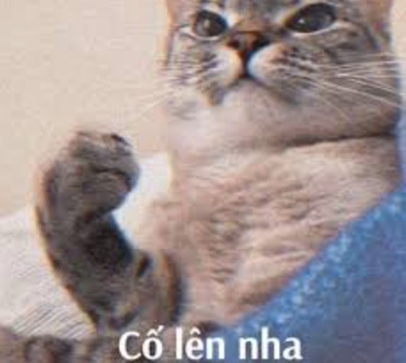 Meme cố lên với hình ảnh chú mèo giơ ngón cái cổ vũ