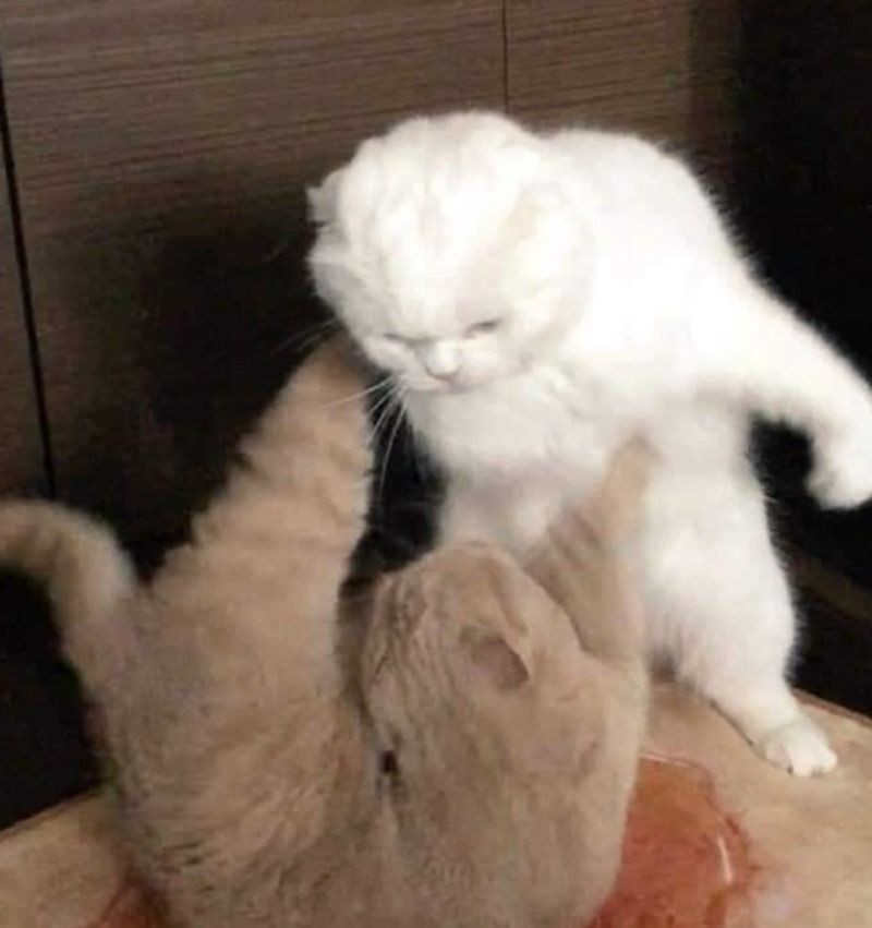Ảnh minh họa chung về các meme thể hiện sự đánh nhau và xung đột hài hước