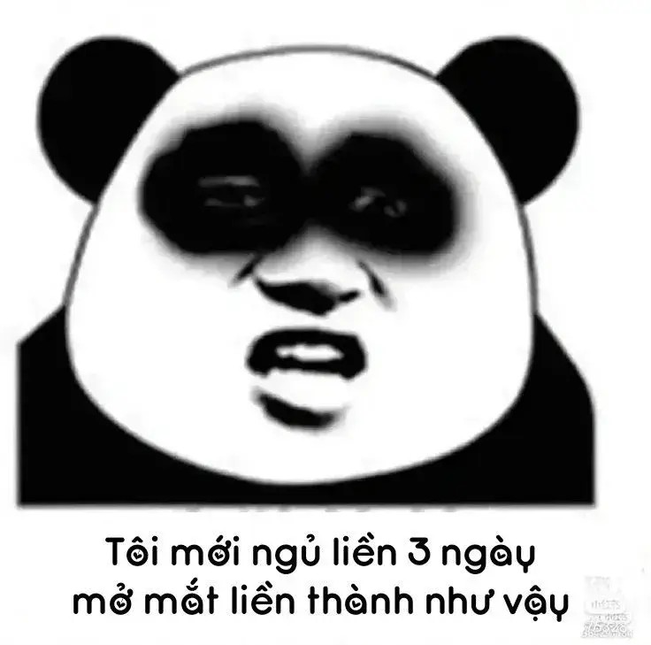 Gấu trúc mắt thâm biểu cảm mệt mỏi sau đêm thức khuya