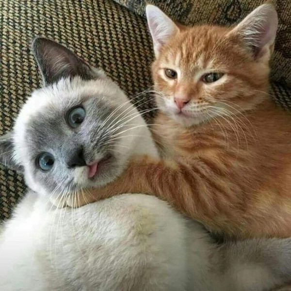 Meme bóp cổ hài hước giữa hai người bạn thân