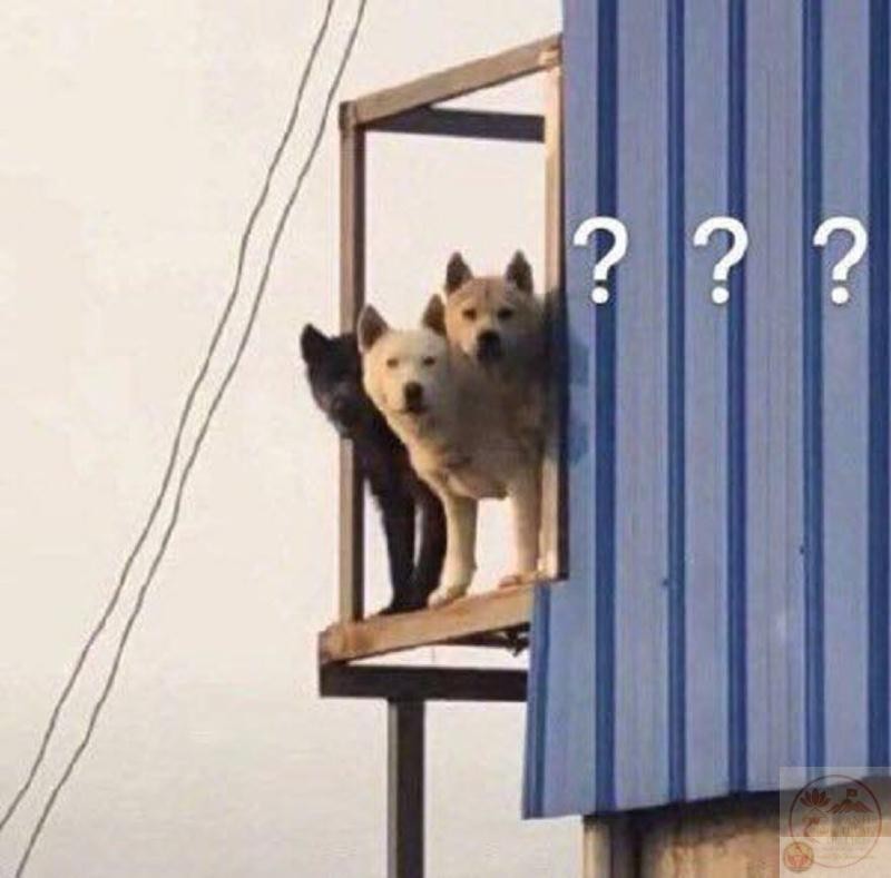 Mèo con ngơ ngác với dấu chấm hỏi, hình ảnh hài hước thường thấy trong các meme