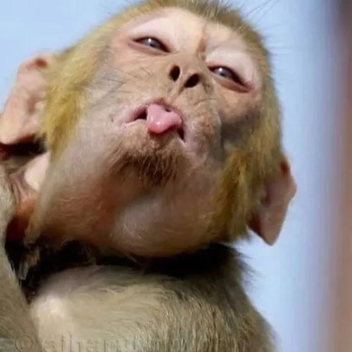 Meme khỉ ngơ ngác – gương mặt vàng trong làng ảnh chế