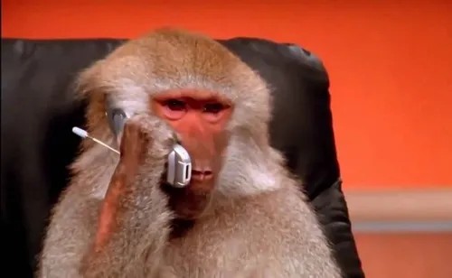 Meme khỉ biểu cảm chân thật khiến dân mạng “ngã ghế”