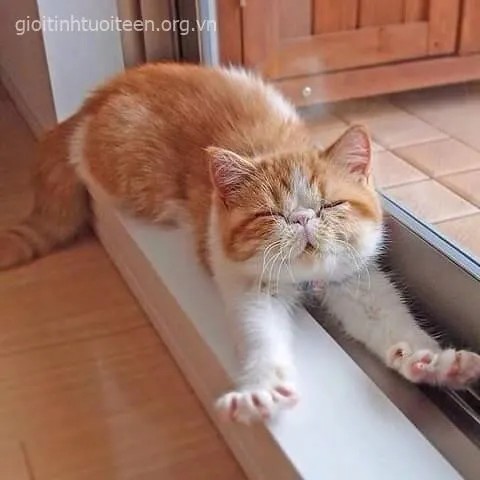 Mèo thiu thiu ngủ gật với gương mặt ngộ nghĩnh, lơ đãng